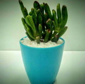 SUSTAINABLE GIFTS281
