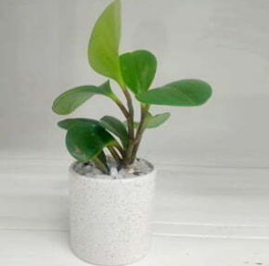 SUSTAINABLE GIFTS282
