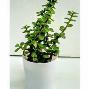 SUSTAINABLE GIFTS285