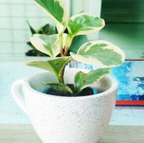 SUSTAINABLE GIFTS295