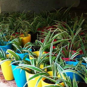 SUSTAINABLE GIFTS296