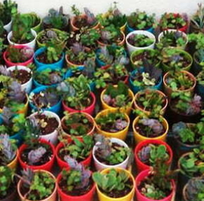 SUSTAINABLE GIFTS297